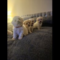 Bichon Frise - Dogs