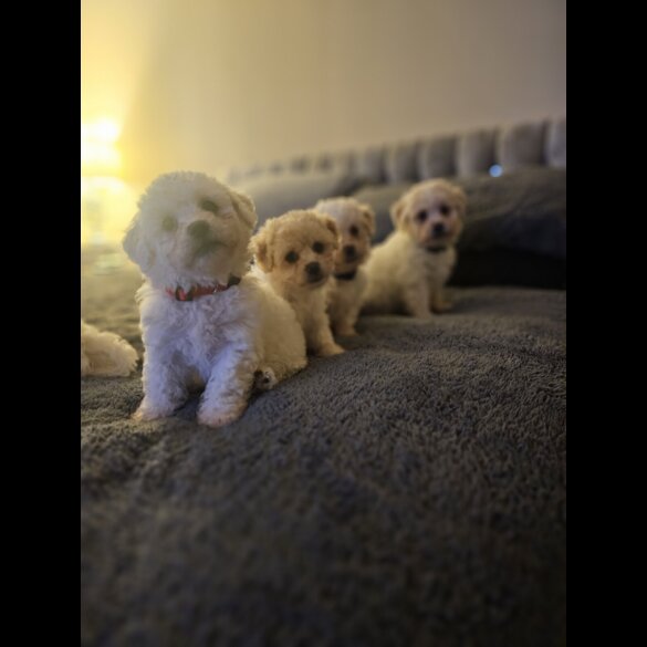 Bichon Frise - Dogs