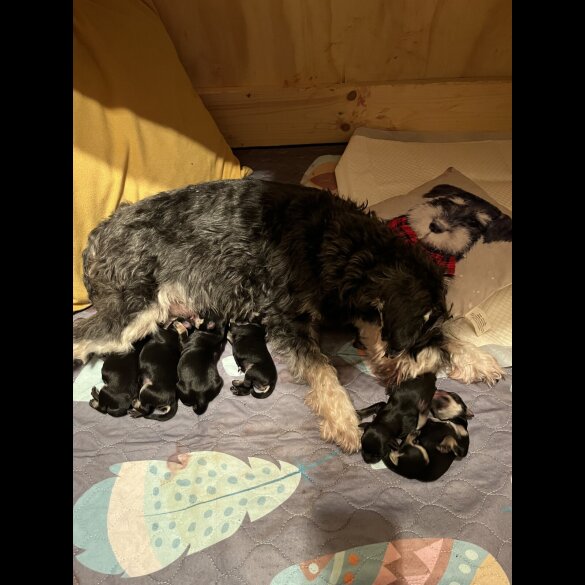 Miniature Schnauzer - Both