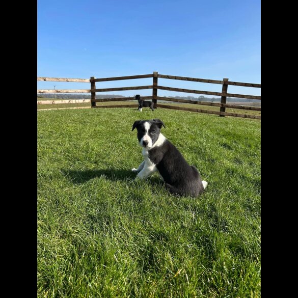 Border Collie - Bitches