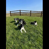 Border Collie - Bitches