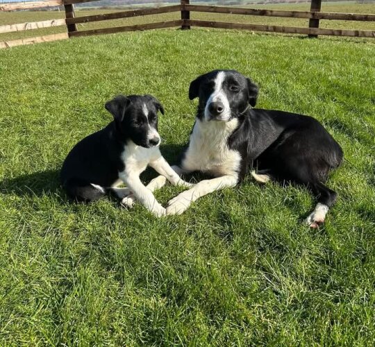 Border Collie