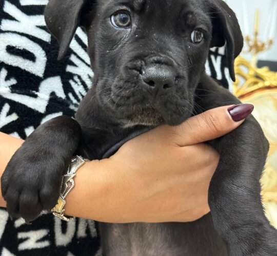 Cane Corso