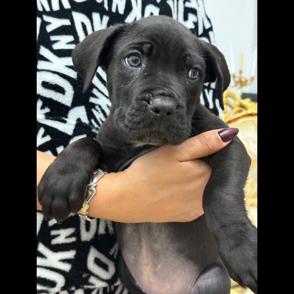 Cane Corso - Both