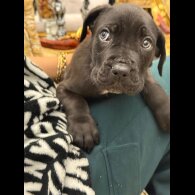 Cane Corso - Both