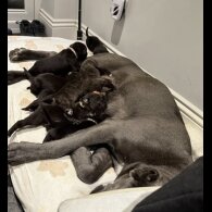 Cane Corso - Both