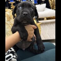 Cane Corso - Both