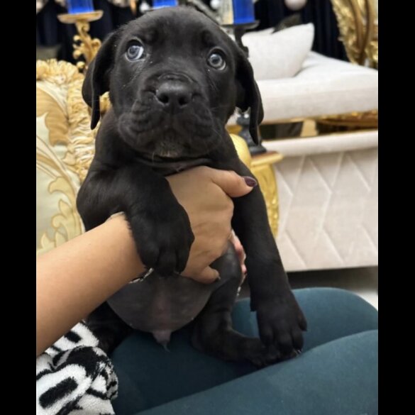 Cane Corso - Both