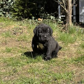 Cane Corso - Both