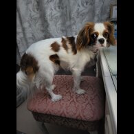 Cavalier King Charles Spaniel - Both