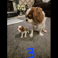 Cavalier King Charles Spaniel - Both