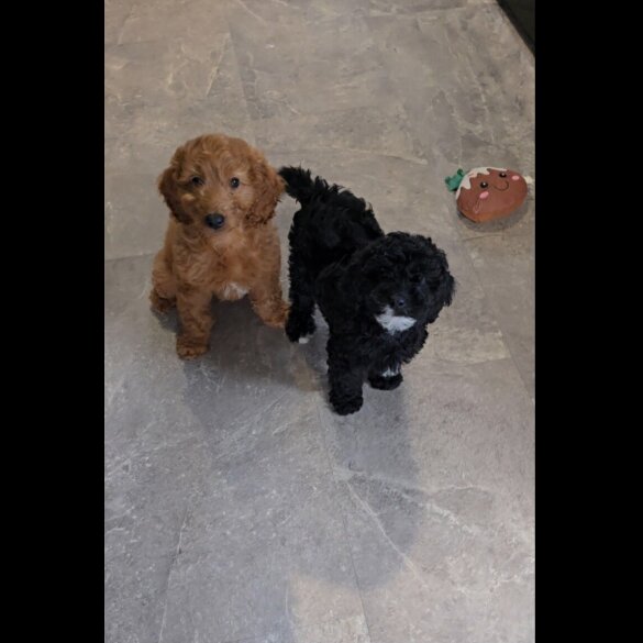 Cavapoo - Dogs