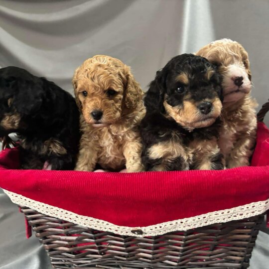 Cavapoo - Bitches