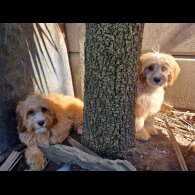 Cavapoo - Both