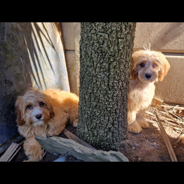 Cavapoo - Both