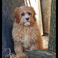 Cavapoo - Both