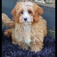 Cavapoo - Both