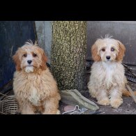 Cavapoo - Both