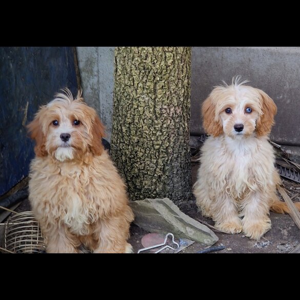 Cavapoo - Both