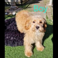 Cavapoo - Both