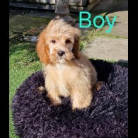 Cavapoo - Both