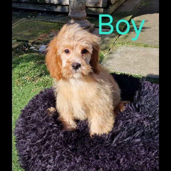 Cavapoo - Both