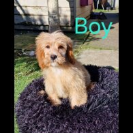 Cavapoo - Both