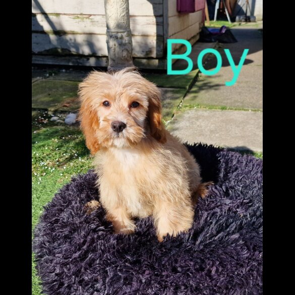 Cavapoo - Both