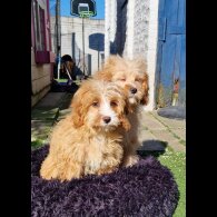 Cavapoo - Both