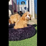 Cavapoo - Both