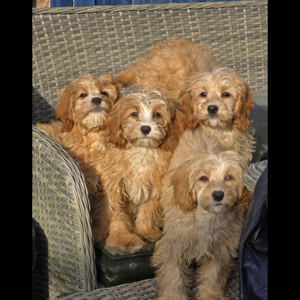 Cavapoo - Both