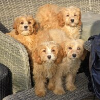 Cavapoo - Both