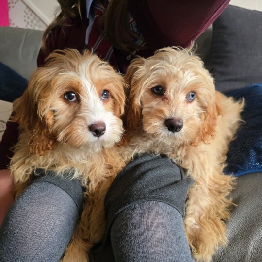 Cavapoo - Both