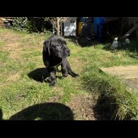 Cane Corso - Both