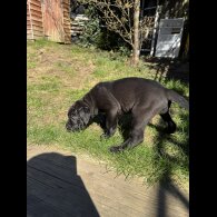 Cane Corso - Both