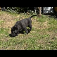 Cane Corso - Both