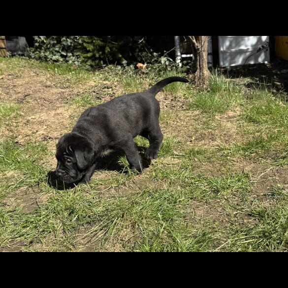 Cane Corso - Both