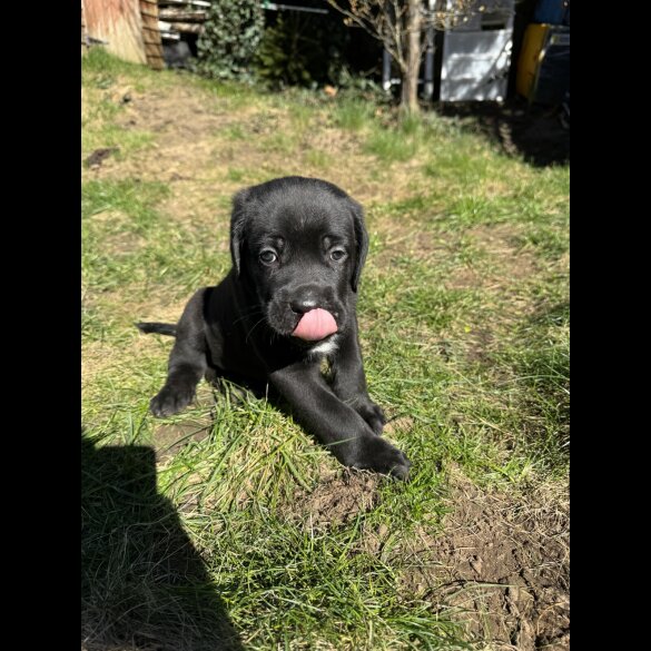 Cane Corso - Both