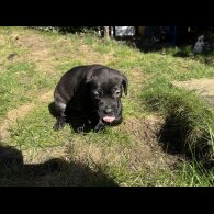 Cane Corso - Both