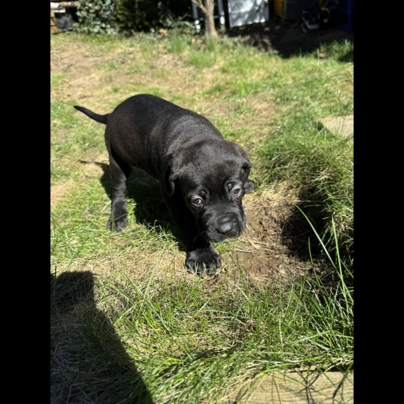 Cane Corso - Both