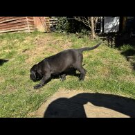 Cane Corso - Both