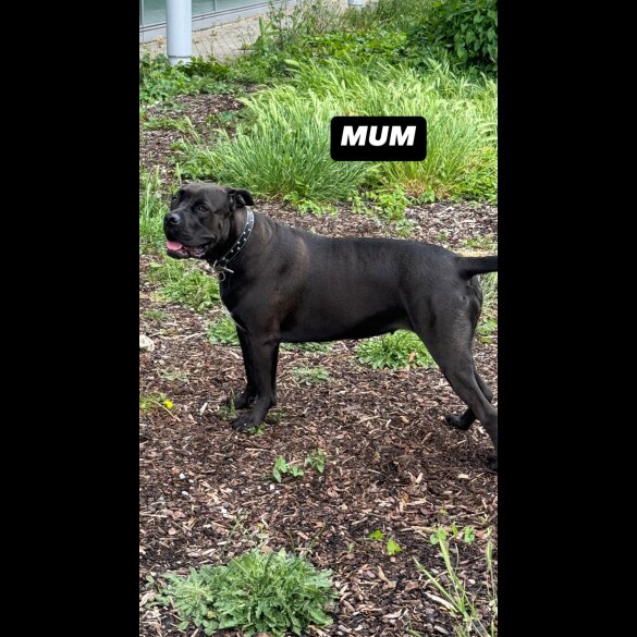 Cane Corso - Both