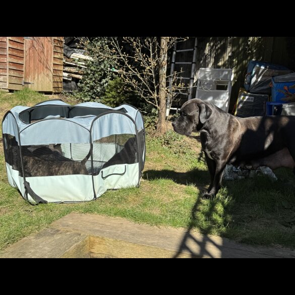 Cane Corso - Both