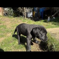 Cane Corso - Both