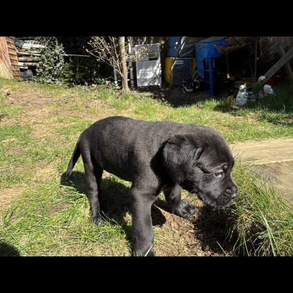 Cane Corso - Both