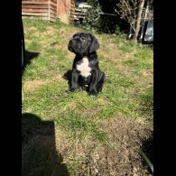 Cane Corso - Both