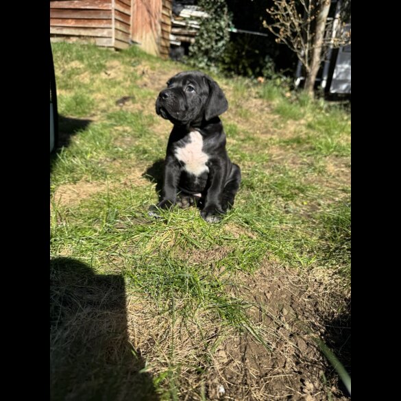 Cane Corso - Both