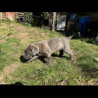 Cane Corso - Both