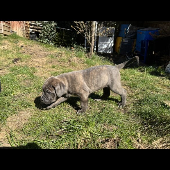 Cane Corso - Both