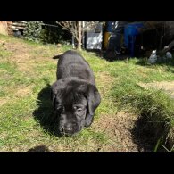 Cane Corso - Both